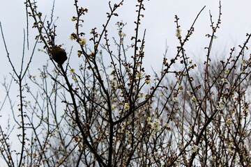 White plum blossom in winter scenery