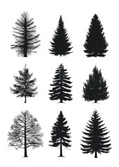 Obraz premium tree silhouette