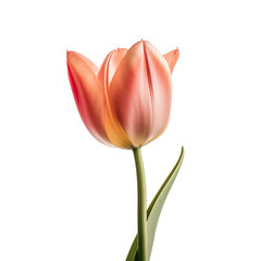 Naklejka premium tulip isolated on transparent background. Generative ai