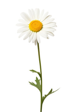 Daisy flower, Chamomile flower isolated on transparent background. Generative ai