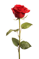 red rose isolated on transparent background. Generative ai