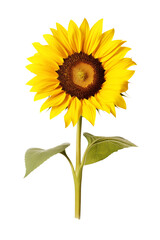 Fototapeta premium Full view of sunflower isolated on transparent background. Generative ai