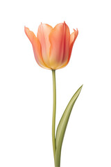 Fototapeta premium tulip isolated on transparent background. Generative ai