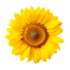 Fototapeta premium Top view of sunflower isolated on transparent background. Generative ai