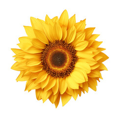 Top view of sunflower isolated on transparent background. Generative ai