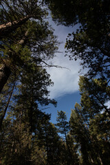 forest and sky