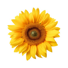 Fototapeta premium Top view of sunflower isolated on transparent background. Generative ai