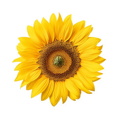 Top view of sunflower isolated on transparent background. Generative ai