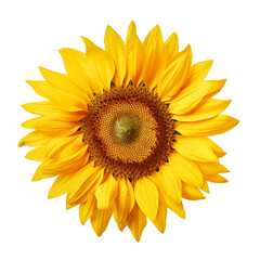 Fototapeta premium Top view of sunflower isolated on transparent background. Generative ai