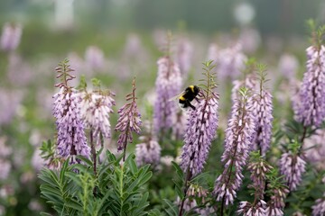 Bumblebee collects nectar on a lilac-pink heather on a cloudy summer day
