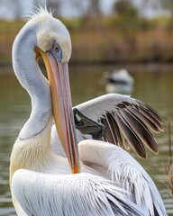 Dalmatian pelican close up cleaning feathers. birdwatching