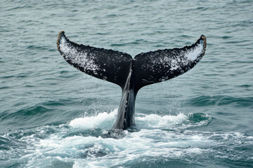 Obraz premium Whale tail emerging from the icy waters of the polar ocean