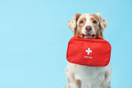 Cute Australian Shepherd dog with first aid kit on blue background
