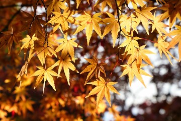 柔らかな光の中で輝くモミジ