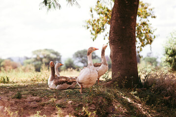 a group of ducks on the grass