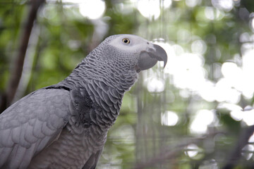 an African gray parrot is perched in a cage