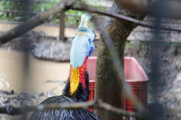 Close-up photo of a cassowary in a cage