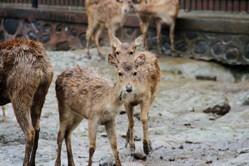 close-up photo of deer with their herd in the pen