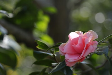 厳冬に凛と咲く