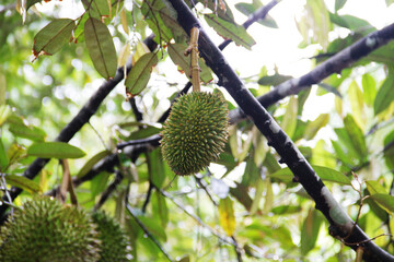 Young green durian fruit still hanging on the tree