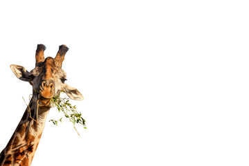 giraffe  on transparency background PNG