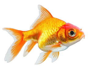 Obraz premium Vibrant Orange Goldfish with Flowing Fins and Shiny Scales. Isolated, On Transparent Background