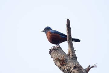 The Chestnut-bellied Rock-thrush (Monticola rufiventris) is a striking songbird in the Himalayas, with vibrant blue and chestnut plumage, inhabiting montane forests and rocky slopes.
