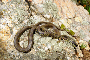 Gelbgrüne Zornnatter // Green (western ) whip snake (Hierophis viridiflavus) - Sardinien, Italien
