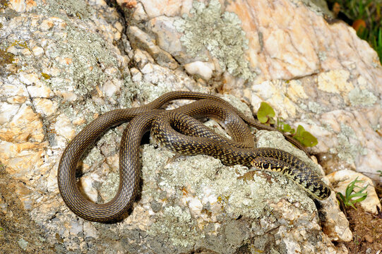 Gelbgr&uuml;ne Zornnatter // Green (western ) whip snake (Hierophis viridiflavus) - Sardinien, Italien