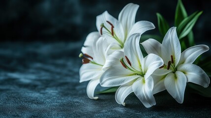 White lilies sympathy funeral dark background