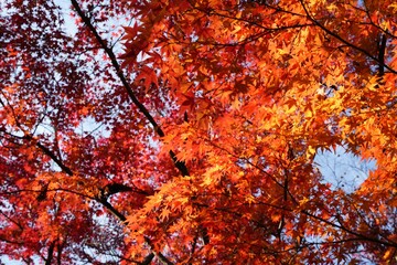 モミジの美しさが広がる秋の風景