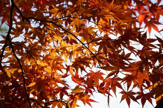 モミジ」の写真素材 | 233,674件の無料イラスト画像 | Adobe Stock