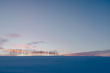 海道美瑛-夕景のセブンスターの白樺並木-02