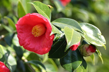 厳冬に凛と咲く