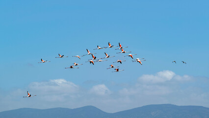 Groupe de flamants roses en vol