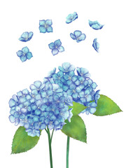 紫陽花のイラスト