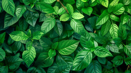 Vibrant Green Leaves in a Natural Pattern
