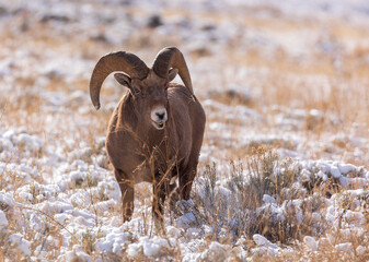 Big horn sheeep