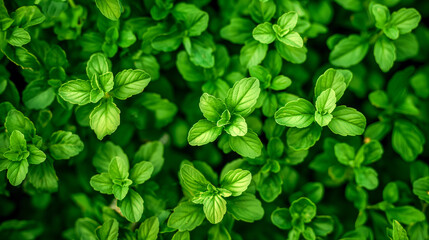 Vibrant Green Leaves in a Natural Pattern
