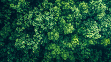 Vibrant Green Leaves in a Natural Pattern
