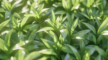 Obraz premium Clean and lush green grass, evenly spread and captured with sharp detail for eco and environment themes