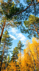 Autumn forest canopy, upward view, sunlight, blue sky, fall foliage, nature wallpaper