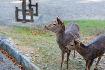 奈良公園の鹿