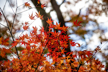 水沢もみじ谷紅葉