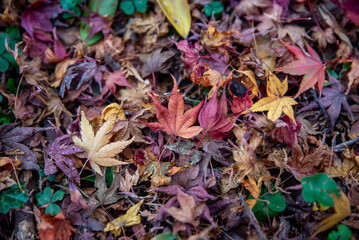 水沢もみじ谷紅葉