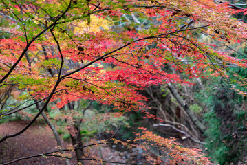 水沢もみじ谷紅葉