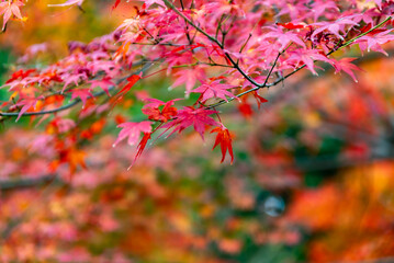 水沢もみじ谷紅葉