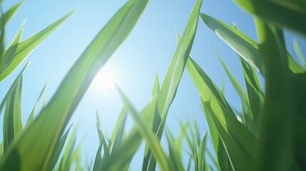Fototapeta premium Flat view of freshly grown green grass, detailed textures, and sharp contrasts, ideal for eco-friendly themes.