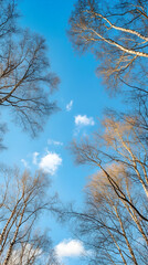Fototapeta premium Winter Birch Trees, Clear Sky, Upward View, Nature Background, Ideal for Calming Designs