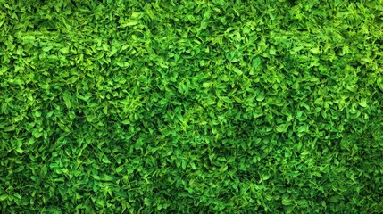 Healthy and bright green grass with sharp blade details, contrasting beautifully under natural light.